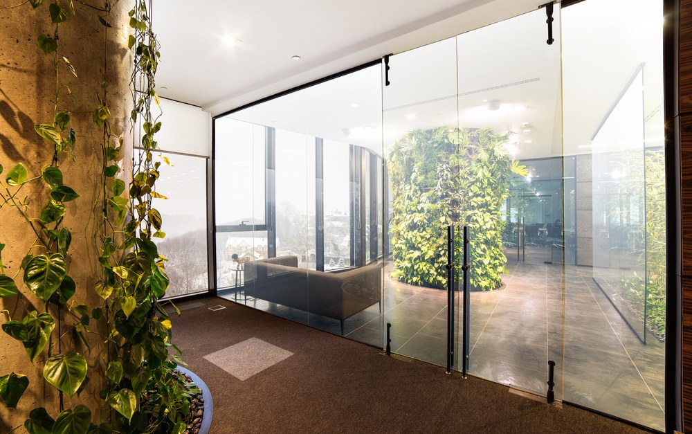 Plantas filodendro trepador en espacios de oficina