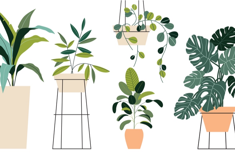 Plantas de interior para decorar tus espacios | Ciencuadras