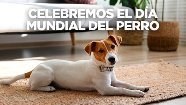 Las mejores ciudades de Colombia para vivir con tu perro