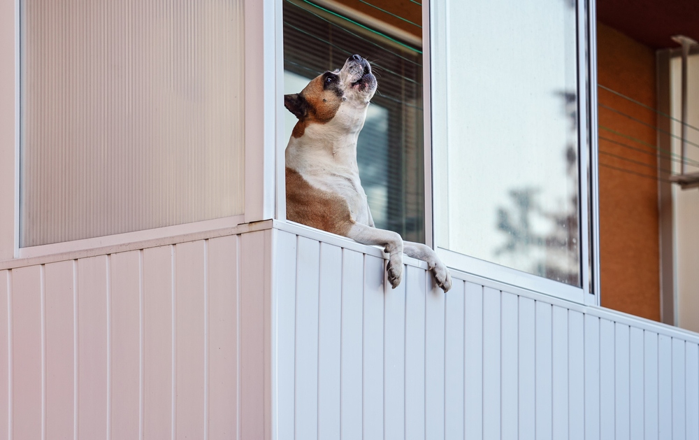 Cómo controlar ruidos de mascotas en propiedades horizontales