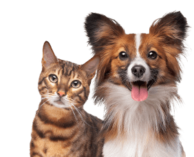 Servicio de orientación veterinaria e implantación de microchip para perros y gatos