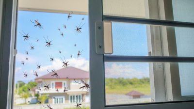 prevención del dengue en casa