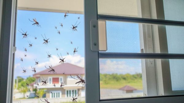 prevención del dengue en casa